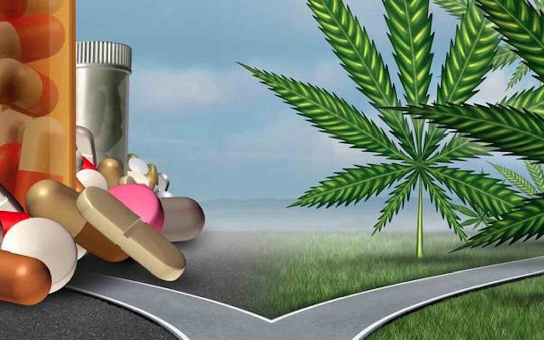 Painkiller addiction reduced with Cannabis